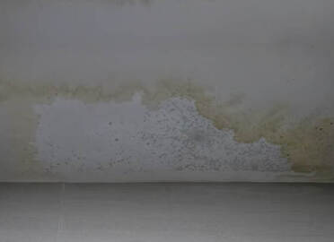 Jak ře&scaron;it/odstranit pl&iacute;sně na stěn&aacute;ch?